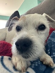 Jack Russell Terrier