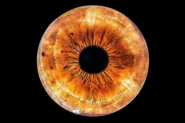 Iride marrone chiaro