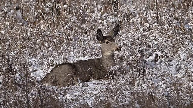 mule deer, Black-tailed deer in the snow