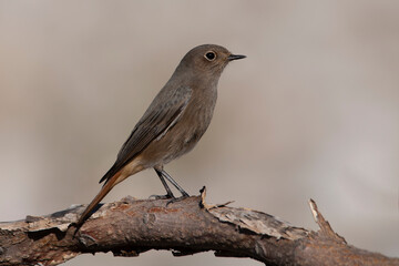 Female black redstart perched on a dry branch of tree. Birds with brown gray and orange colors. Real photography in natural environment. Phoenicurus ochruros.
