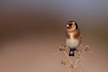 European goldfinch perched on a dry thistle. Carduelis carduelis. Colorful birds with red, yellow, brown, black and white colors. Real photography in natural envirnment. 