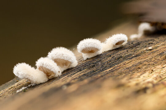 Stummelf&uuml;&szlig;chen (Crepidotus indet.) auf Totholz