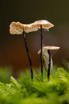 Schwindling (Marasmius s.l. indet.) und eine Schnecke auf bemoosten Totholz