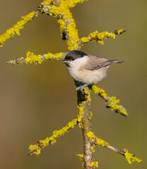 The marsh tit - at a wet forest in autumn