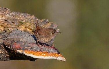 Eurasian Wren - in autumn at a wet forest