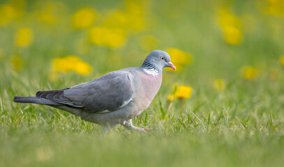 Common wood pigeon - in a city park in spring 