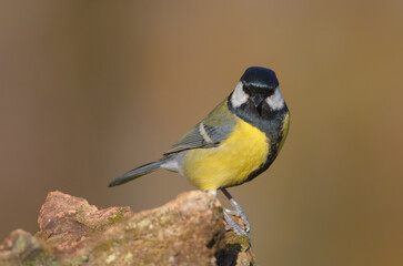 Obraz premium Great tit in autumn at a wet forest