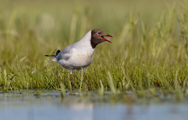 Black-headed Gull - at the mating season in spring at a wetland