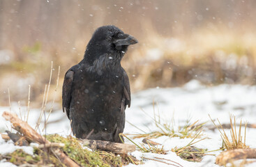 Common Raven - in winter at a wet forest