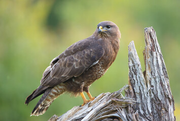 Common Buzzard in spring at a wet forest
