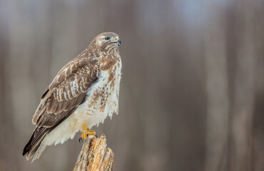 Common Buzzard in winter at a wet forest