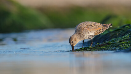 Dunlin - at a seashore on the autumn migration way

