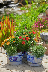 Garden, design and flower in pot plant outdoor for gardening, sustainability and bloom scenery. Decoration, backyard lawn and natural environment for ecology, floral growth and botanical background