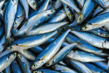 Fototapeta premium Freshly caught sardines from above, showcasing their shiny scales and colors