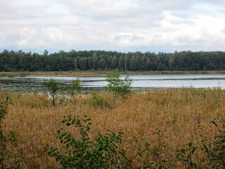 A serene autumn landscape with a wetland and forest