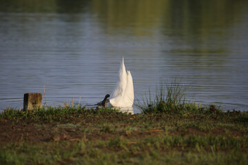 plongeon