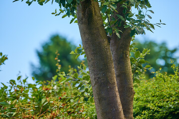 Fototapeta premium Tree, bark and outdoor in garden with leaves, shadow and spring with landscaping in environment. Plants, trunk and nature in countryside with bush, shrub and green foliage at park in Costa Rica