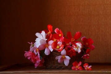 The splendor and vibrant colors of begonia flowers
