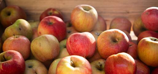 freshly picked apples in autumn garden