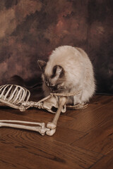Fluffy white ragdoll cat and skeleton laying on the floor, spooky scenario for Halloween celebration