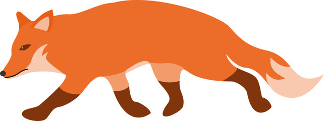 red fox