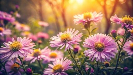 Fototapeta premium Vintage Style Photography of Forest Asters in a Flowerbed with Pink Petals and Yellow Centers