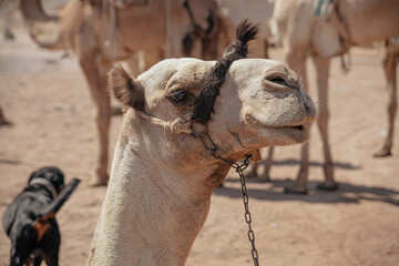 camel in the desert caravan