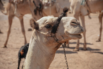camel in the desert caravan