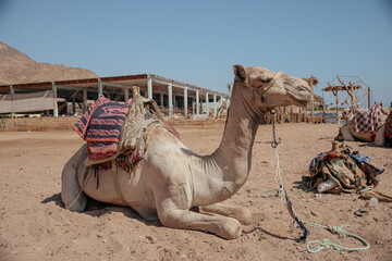 camel in the desert caravan