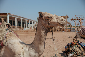 camel in the desert caravan