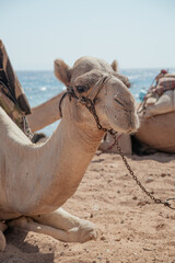 camel in the desert caravan