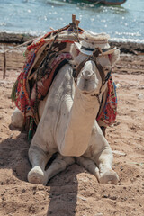 camel in the desert caravan