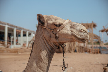 camel in the desert caravan
