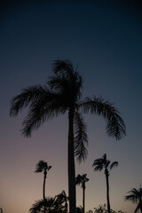 Palm tree at sunset or sunrise