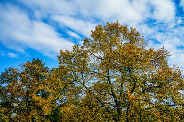 Colorful yellow red leaves on a tree in autumn
