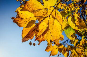 Colorful yellow red leaves on a tree in autumn