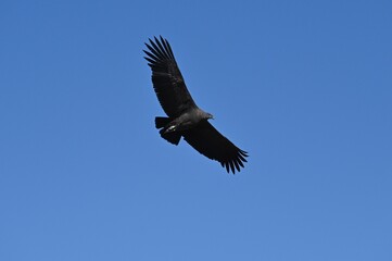 Flying Condor at Colca Canyon Peru