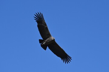 Flying Condor at Colca Canyon Peru
