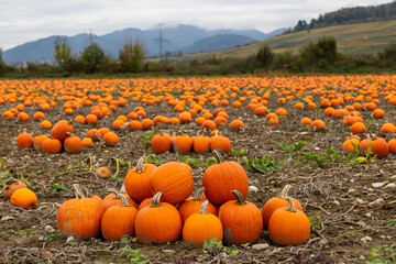 Ein K&uuml;rbisfeld voller reifer, orangefarbener K&uuml;rbisse, die kurz vor Halloween geerntet werden k&ouml;nnen. 