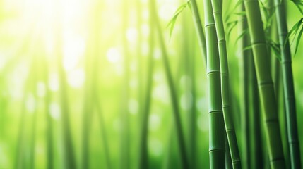 Obraz premium Lush bamboo stalks bathed in soft sunlight create a serene and tranquil atmosphere, AI