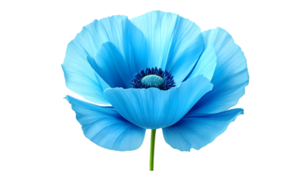 Blue Flower Bloom Close-Up PNG