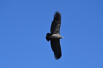 Flying Condor at Colca Canyon Peru