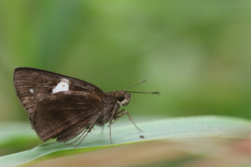 butterfly on a leaf