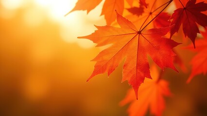 Autumn maple leaves in the sun. Atmospheric. Autumn postcard. copy space