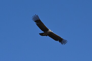 Flying Condor at Colca Canyon Peru
