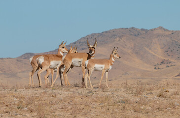 Pronghorn Antelope During the Rut in Autumn in the Utah Desert