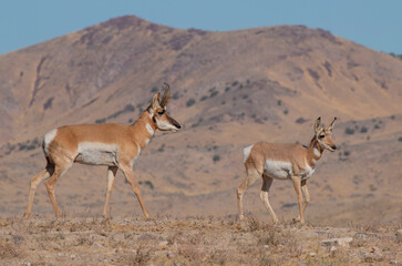 Pronghorn Antelope During the Rut in Autumn in the Utah Desert