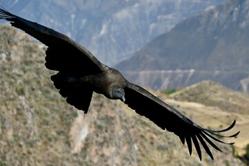Flying Condor at Colca Canyon Peru
