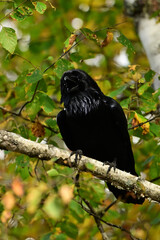 A raven sits perched in a tree calling with its beak open