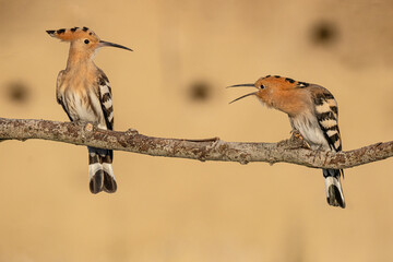 Eurasian hoopoe, Upupa epops is a distinctive cinnamon coloured bird with black and white wings, a...